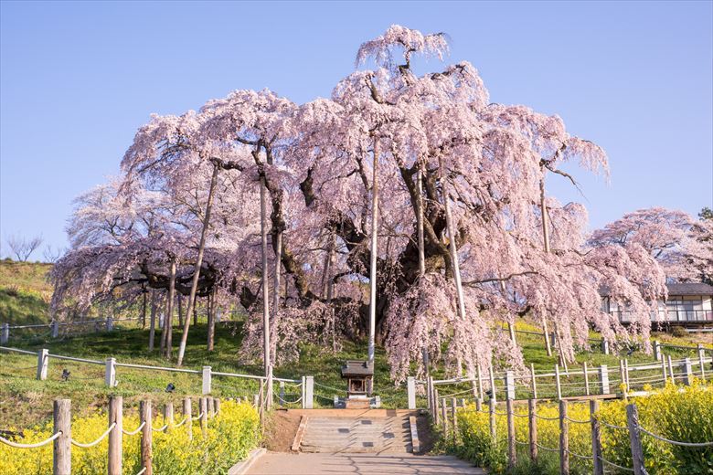 団体旅行先としてもおすすめスポット三春町の「瀧桜」。
