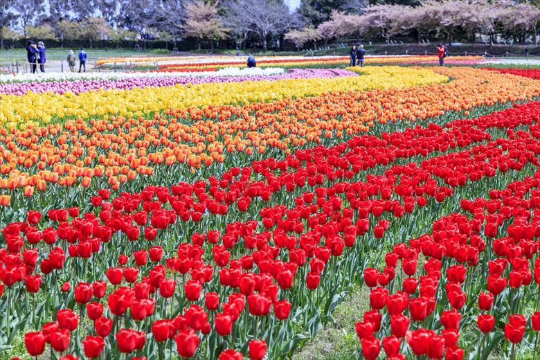 なばなの郷は、名古屋発・大阪発・京都発の日帰り団体旅行先としてもおすすめの春の花スポットです
