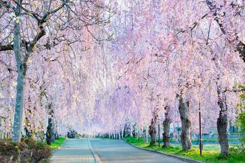 春の団体グループ旅行先は、福島・喜多方がおすすめ。しだれ桜並木は、知る人ぞ知る・花絶景スポットです