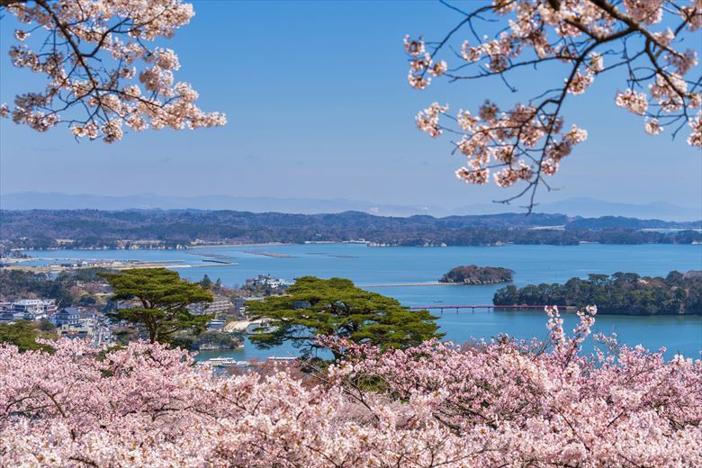 春の松島湾は、桜と合わせてひときわ絶景です。グループ旅行、団体旅行の行き先としてもオススメ。