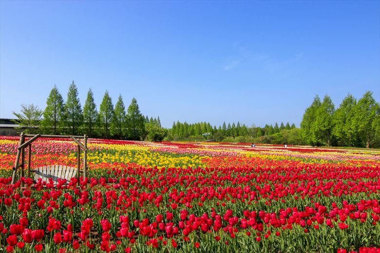 広島・世羅高原牧場は、春の団体やグループ、町内会の旅行先におすすめ。4月5月にはチューリップが美しく咲きます