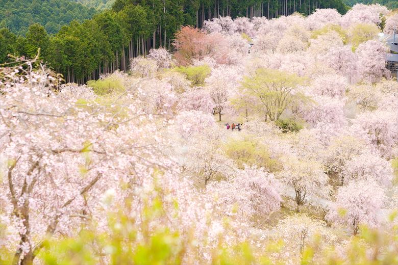 山深い秘境の絶景スポットとして、注目されている・東吉野村の「高見の郷」。花見ツウなグループさんにおすすめのスポットです