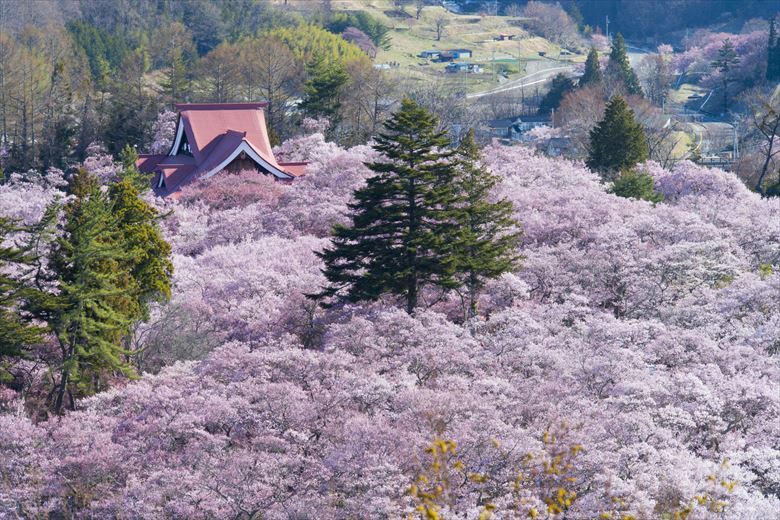花見の団体旅行としておすすめする、長野・高遠城址公園。桜の名所として有名です