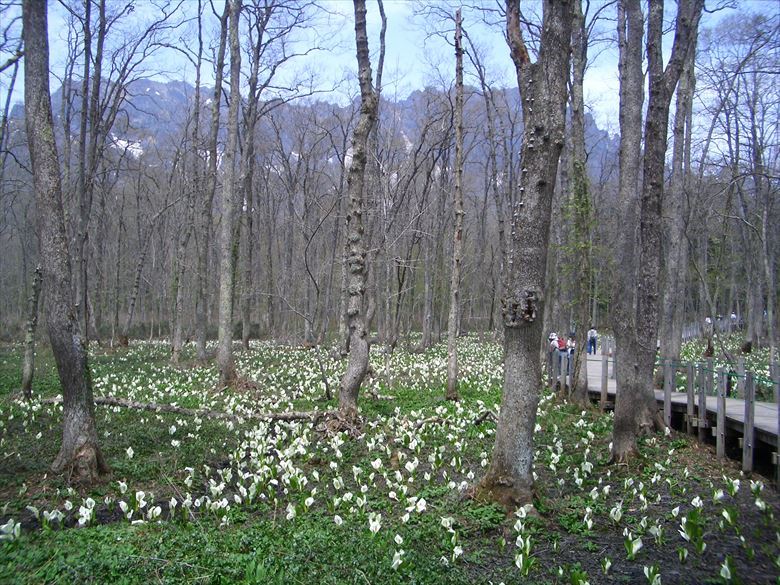 戸隠森林公園は、水芭蕉の自生地としても有名。グループで行って、公園の散策を楽しむのもいいです