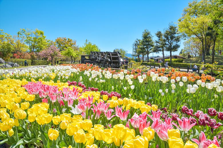 春のチューリップは、富山が美しい！富山県砺波への団体旅行は、砺波チューリップ公園へ