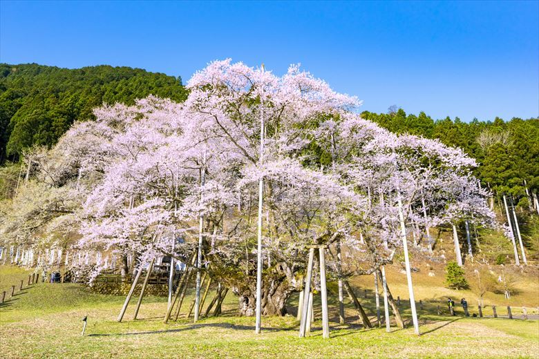 根尾谷の薄墨桜は、シーズンになると10万人もの人が訪れる有名スポット。グループ旅行先としておすすめします