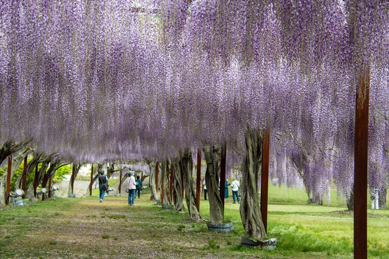4月、5月の広島発・神戸発の日帰り藤スポットは岡山県和気町の藤公園がおすすめ。団体旅行先、グループ旅行先としてもいいです