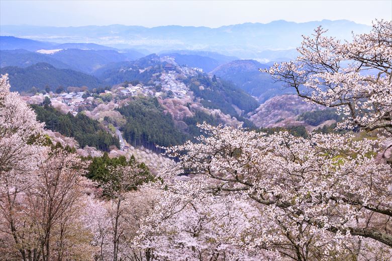 大阪発・神戸発・京都発の日帰りグループ旅行に奈良・吉野の花見はいかが？