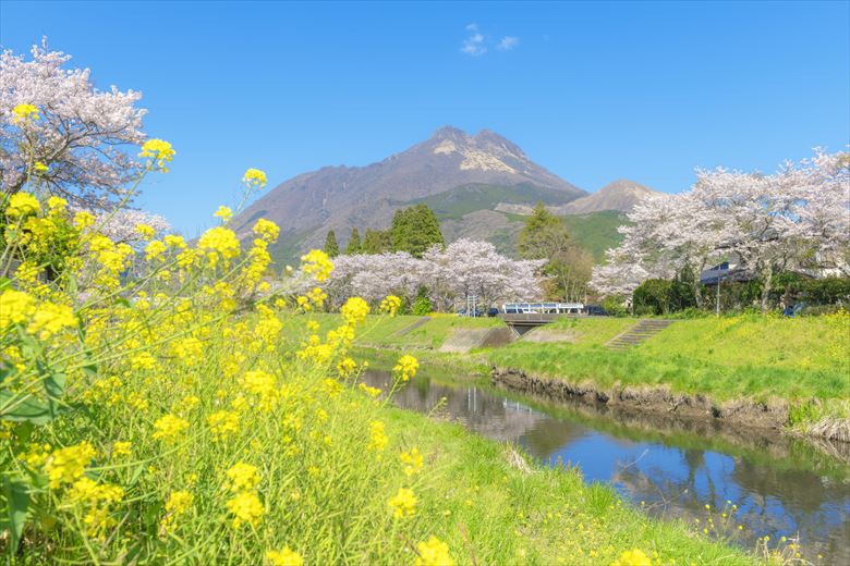 4月の大分・由布院は桜と菜の花が美しいことでも有名。慰安旅行・団体旅行先におすすめです