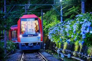 箱根登山鉄道「夜のあじさい号」が運行