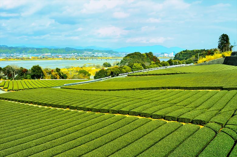 茶道部合宿でおすすめ地は、静岡県島田市。茶道部なら宿泊費補助金があります