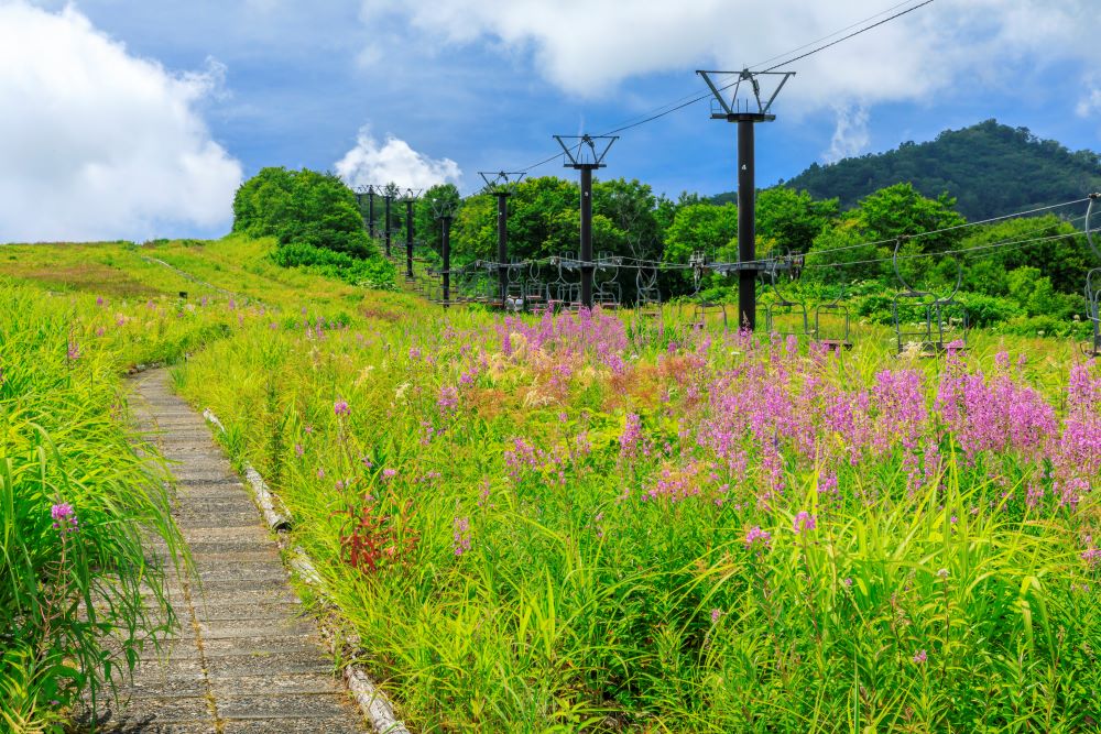 白馬五竜高山植物園