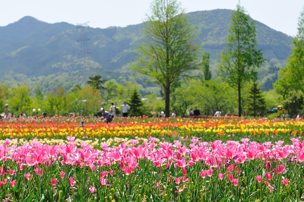 滋賀農業公園ブルーメの丘