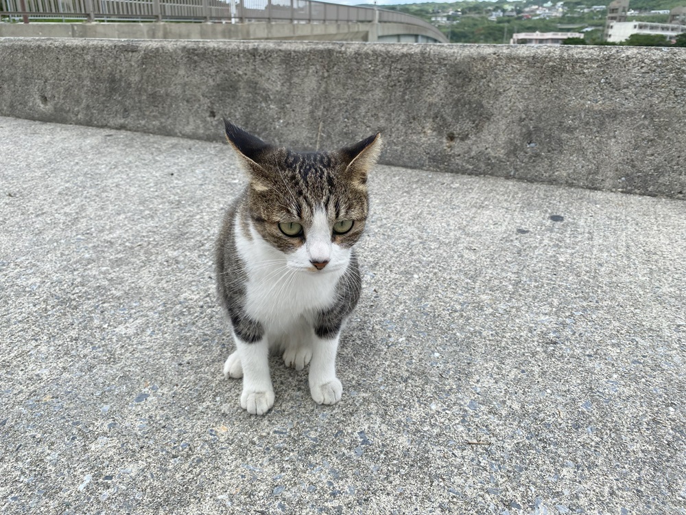 奥武島の猫