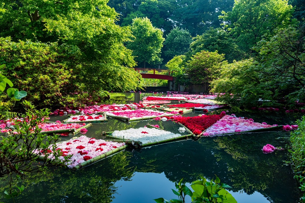 芍薬の花筏