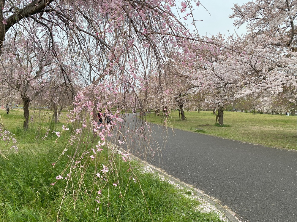千本桜で有名な舎人公園