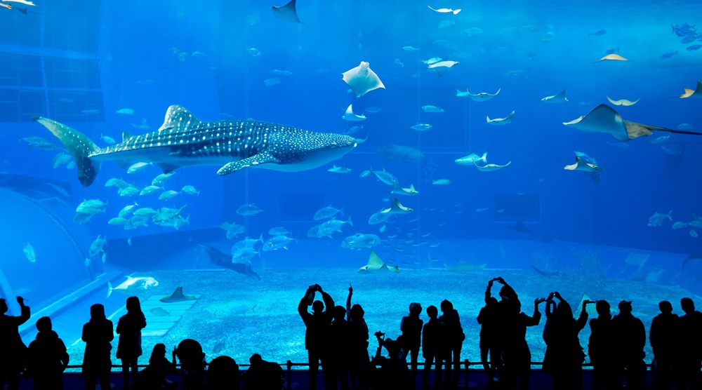 美ら海水族館