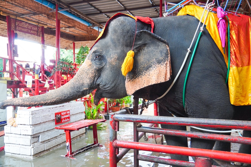 エレファントライド体験