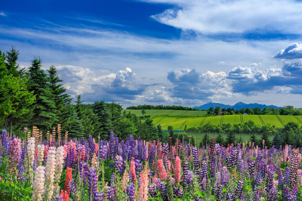 北海道・上富良野町 初夏の花畑の風景