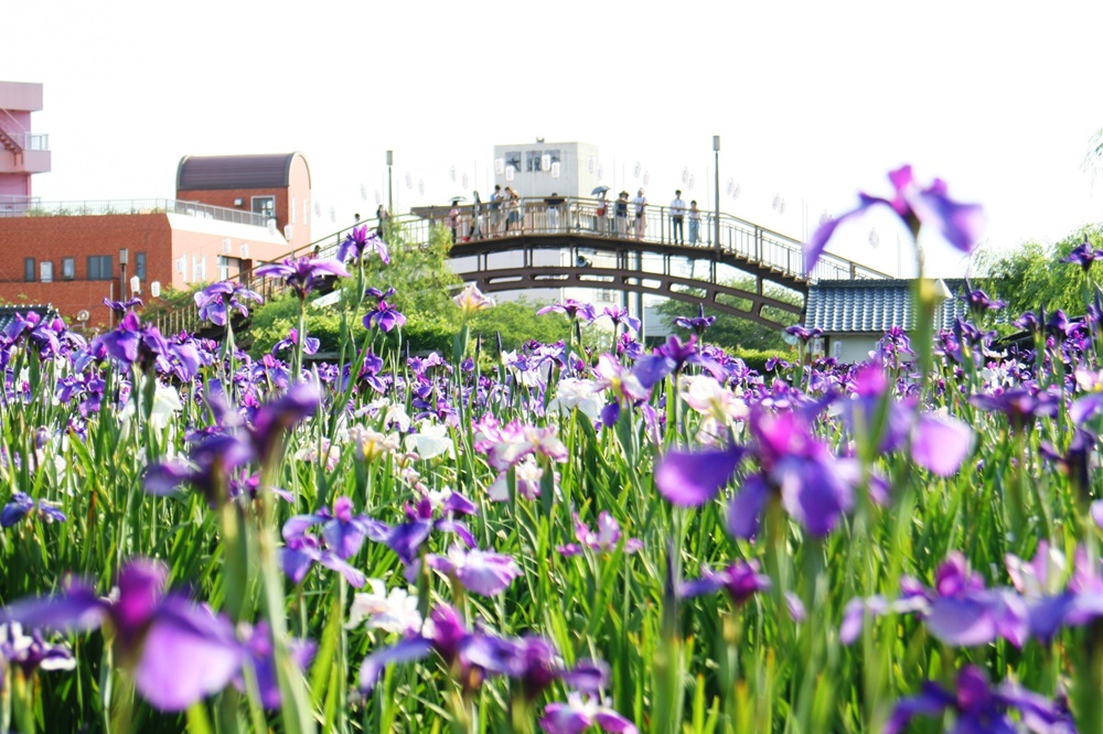 水郷潮来あやめ園