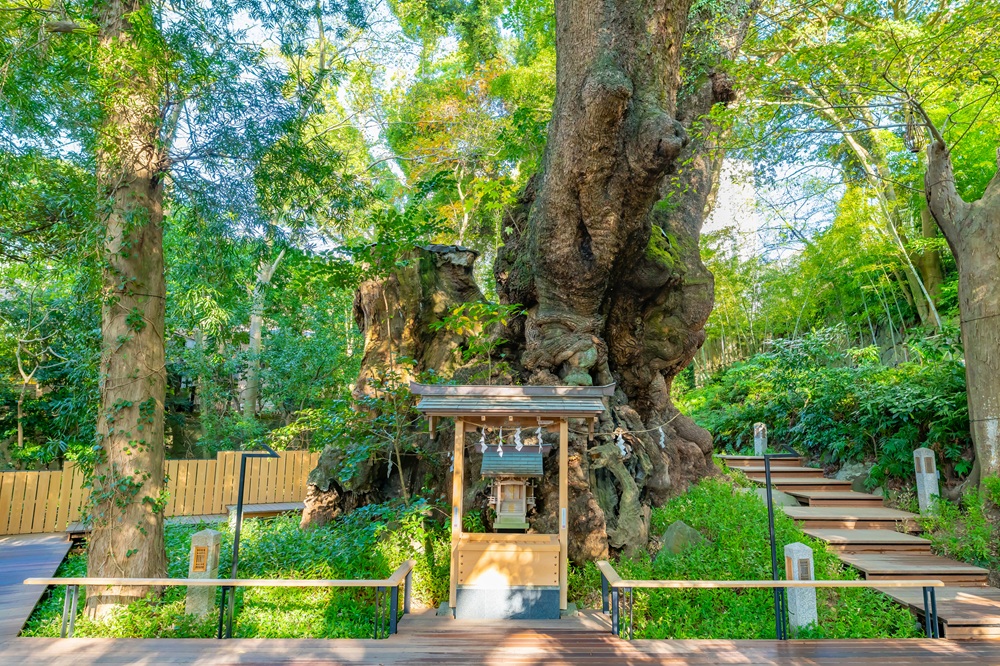 熱海・来宮神社