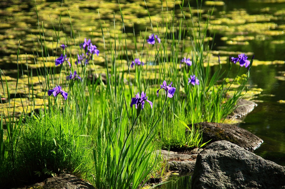 昭和記念公園の菖蒲