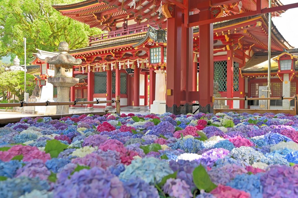 太宰府天満宮　6月の花手水