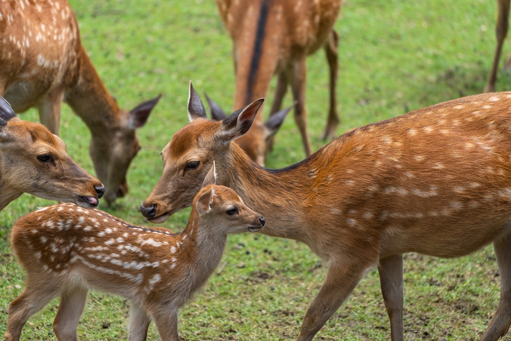 奈良「鹿苑」での小鹿特別公開