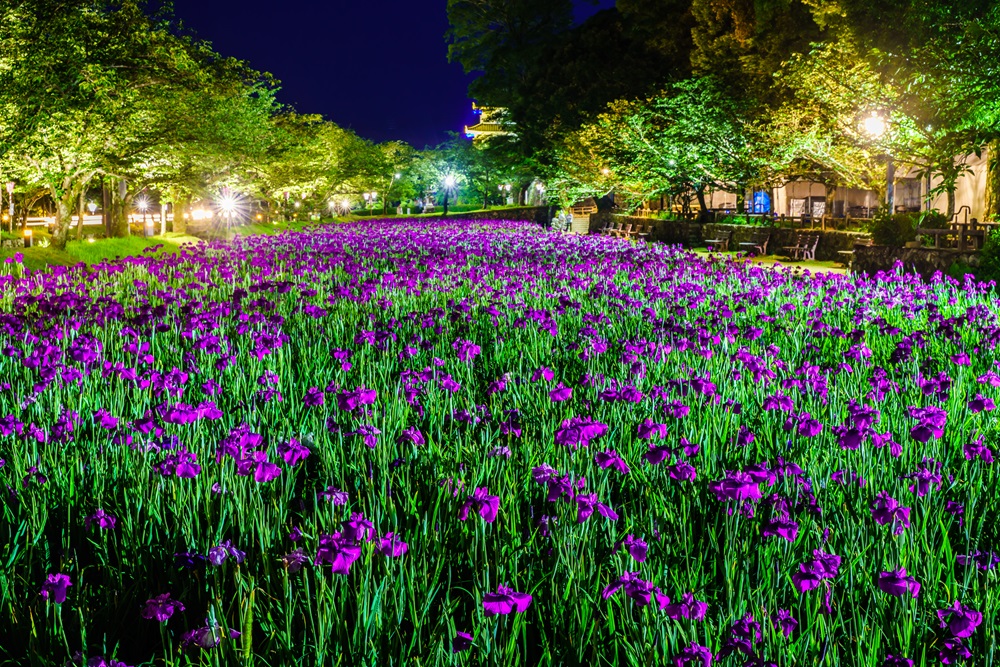 長崎・大村公園　花しょうぶ祭り
