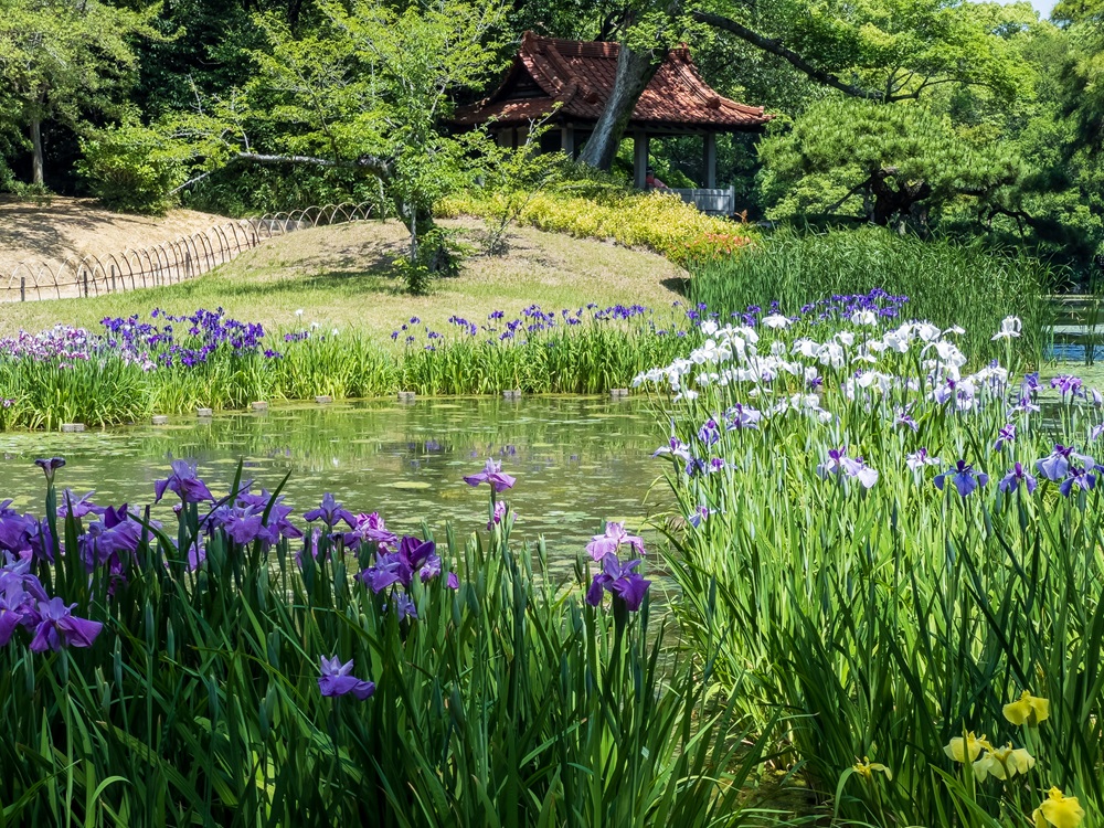 栗林公園の花菖蒲