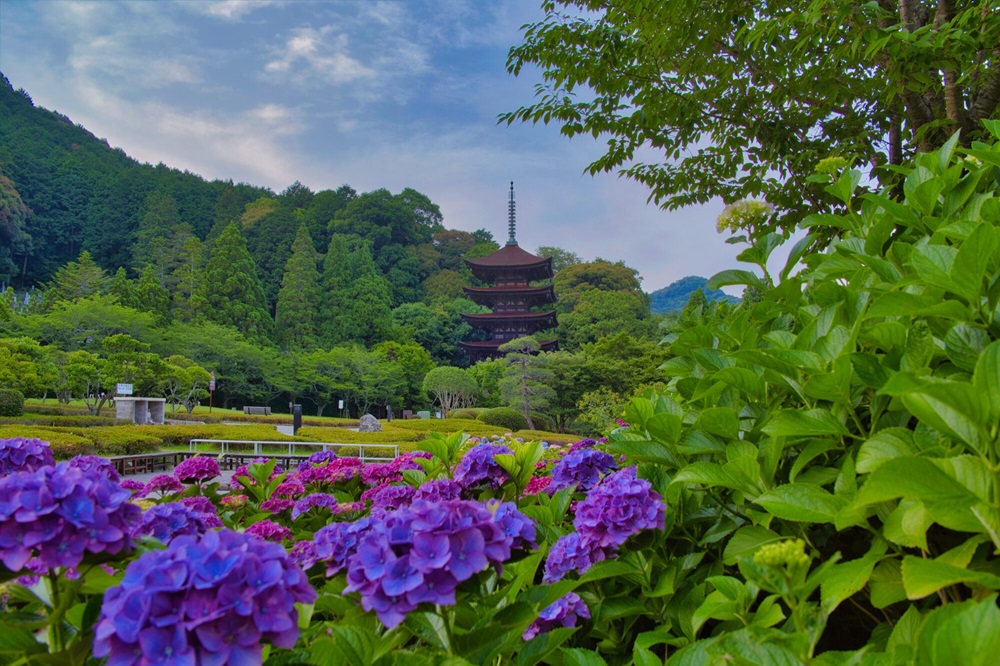 瑠璃光寺とあじさい（山口）