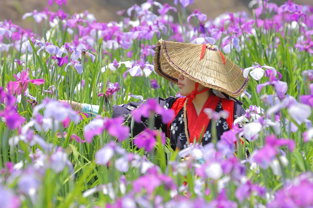 高瀬裏川花しょうぶまつり