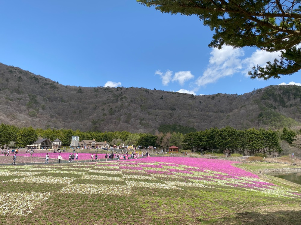 芝桜のパッチワークが楽しめる