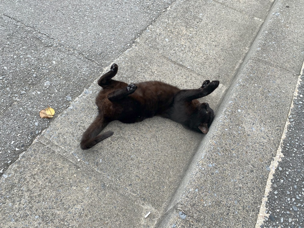 いたるところに猫が落ちてる島