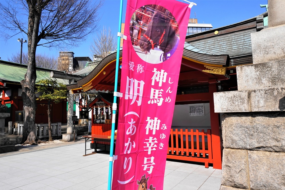 神田明神　神馬　「明」ちゃん