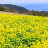 3月の日帰りバス旅行におすすめの行き先は？モデルプラン・予算【関西編】