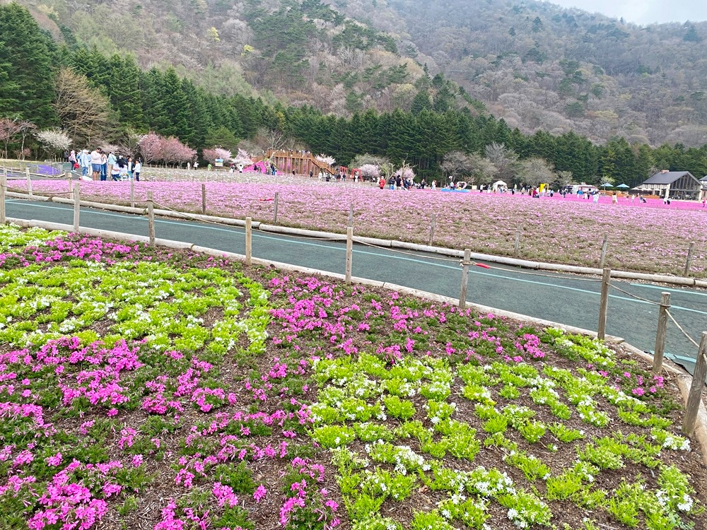 芝桜のパッチワークが楽しめる