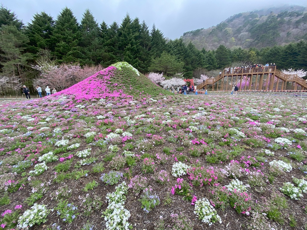 カラフルな芝桜とミニチュア富士山