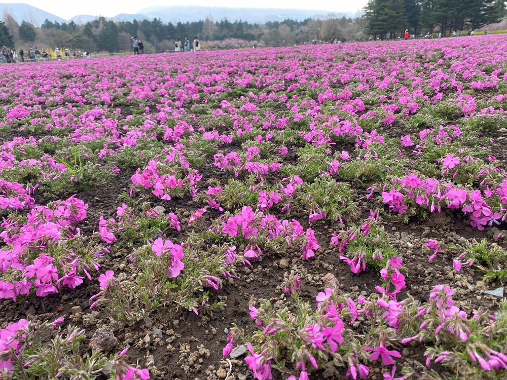 芝桜のお花見がシーズンイン