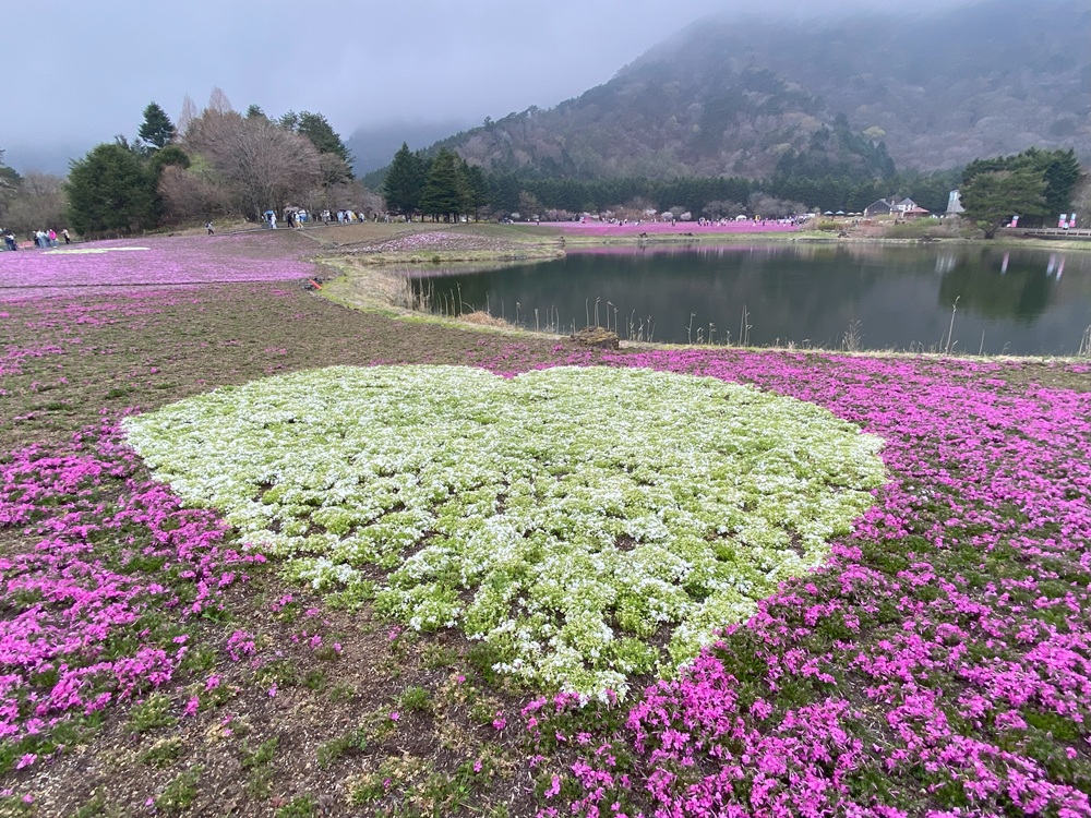 7品種の芝桜が咲き誇る