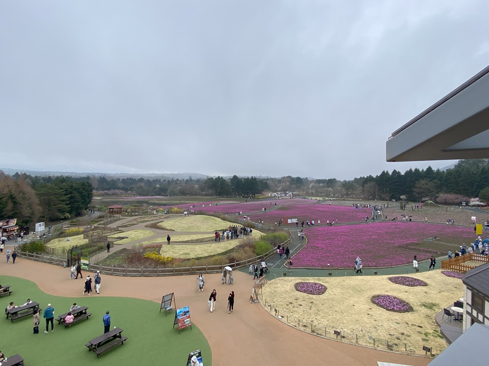 「富士芝桜まつり」会場を一望