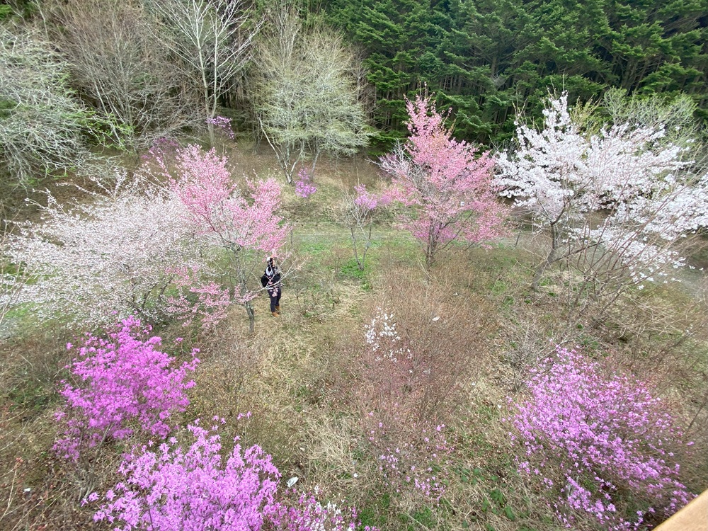 桜もまだまだ美しく咲いていました