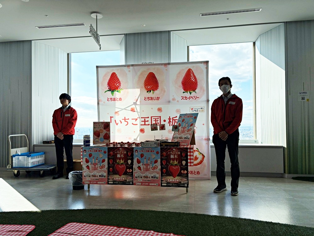 栃木県産いちご食べ比べを体験させていただきました！