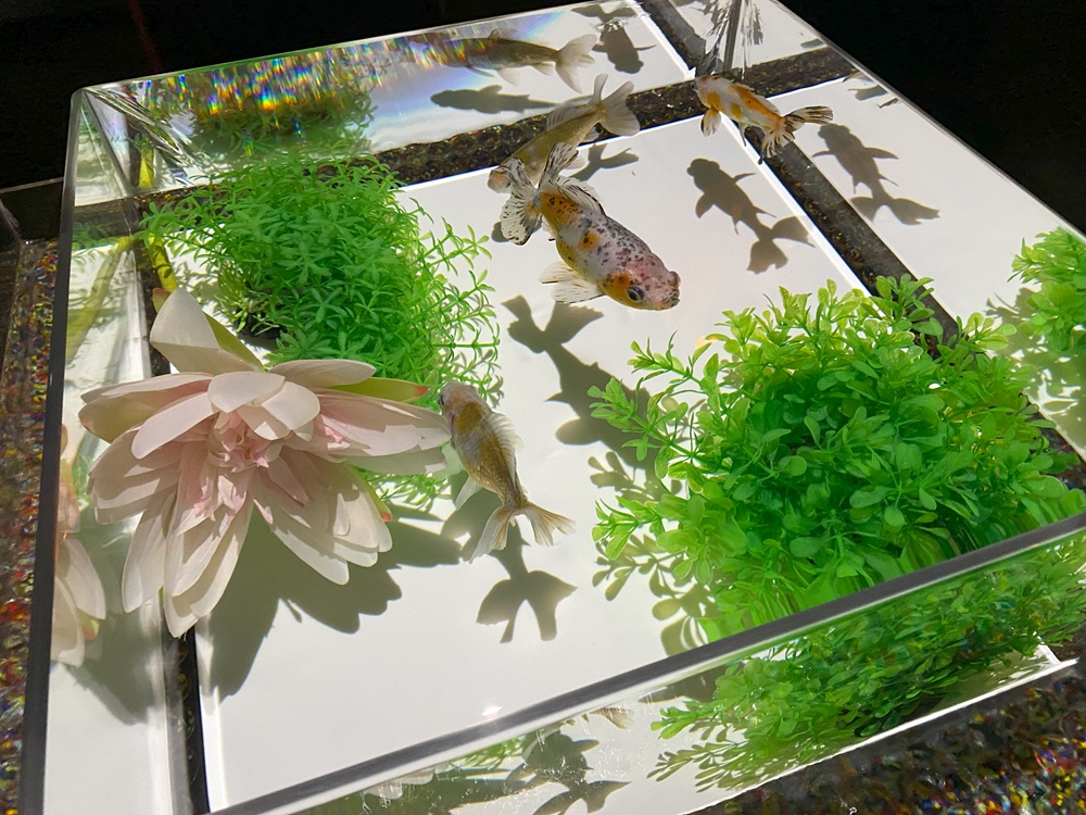 上見ができる水槽
