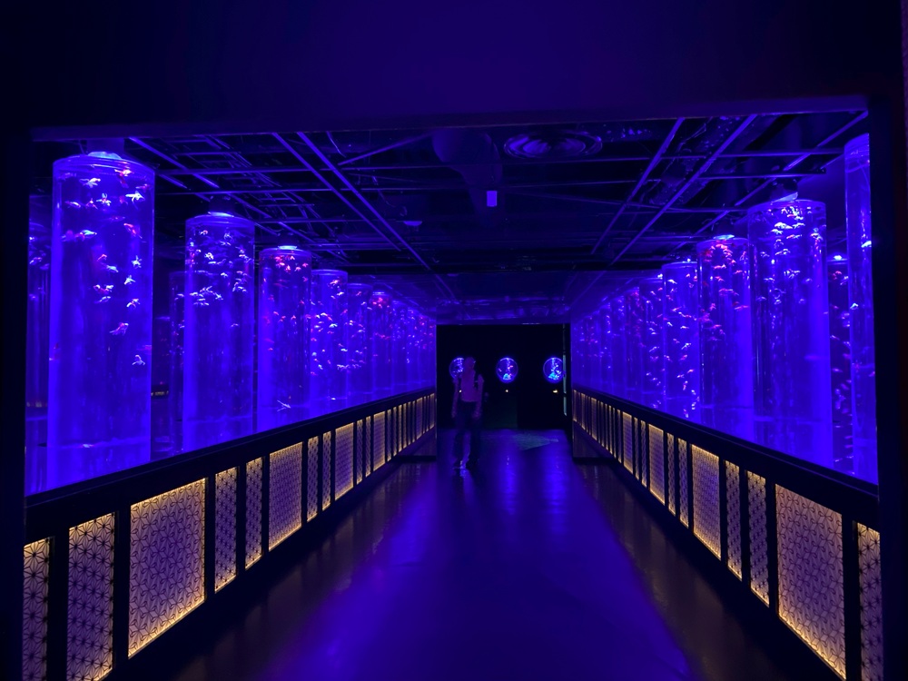金魚の回廊