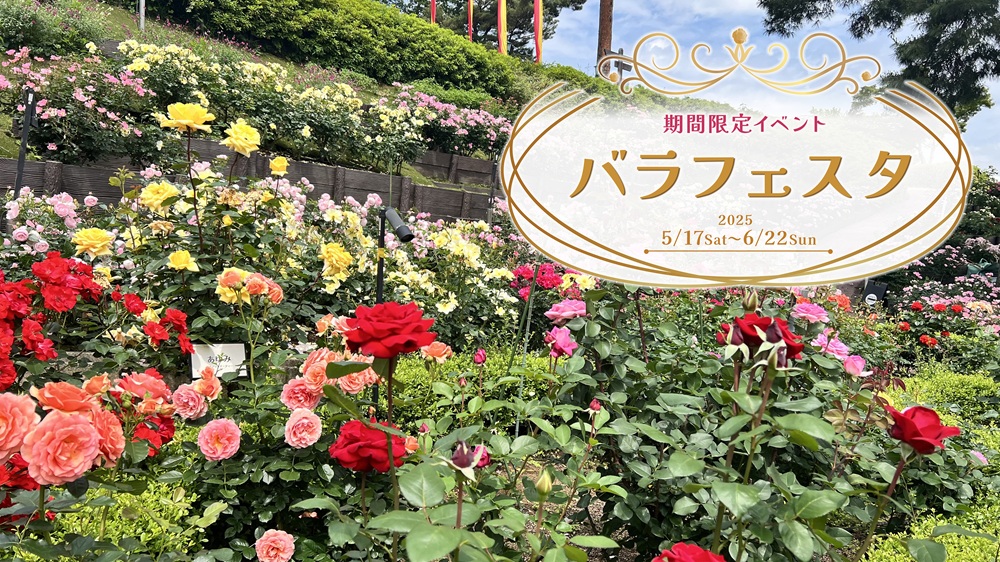 期間限定バラフェスタ