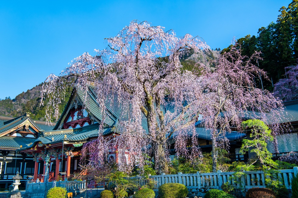 しだれ桜の名所 久遠寺
