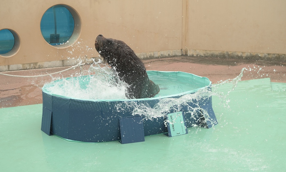 オタリアが水しぶきをプレゼント