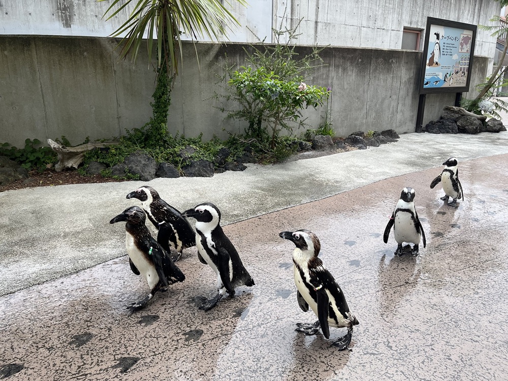 「ケープペンギンのウォーターパレード」