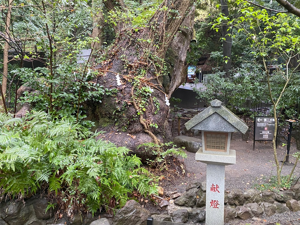 第二大楠